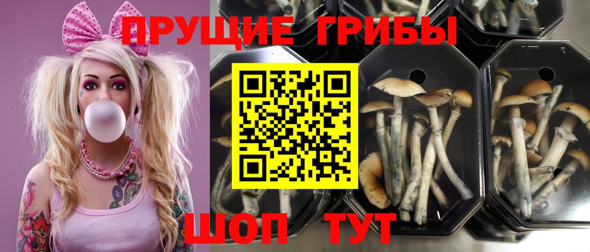 Галлюциногенные грибы Psilocybine cubensis Обнинск